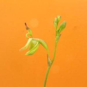 Caleana minor at Yass River, NSW - suppressed