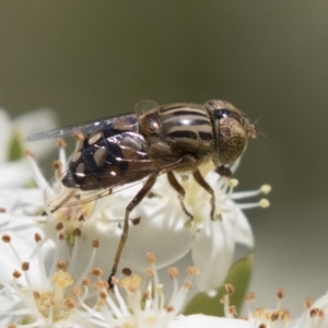 Eristalinus punctulatus at Hawker, ACT - 4 Nov 2020 12:29 PM