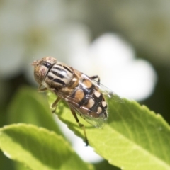 Eristalinus punctulatus at Hawker, ACT - 4 Nov 2020 12:29 PM