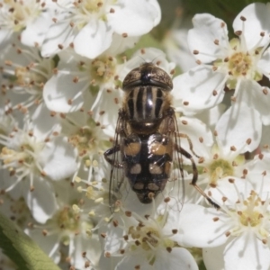 Eristalinus punctulatus at Hawker, ACT - 4 Nov 2020 12:29 PM