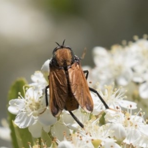 Pelecorhynchus fulvus at Hawker, ACT - 4 Nov 2020 12:22 PM