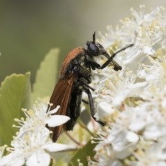 Pelecorhynchus fulvus at Hawker, ACT - 4 Nov 2020