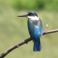 Todiramphus sanctus (Sacred Kingfisher) at Fyshwick, ACT - 4 Nov 2020 by Christine