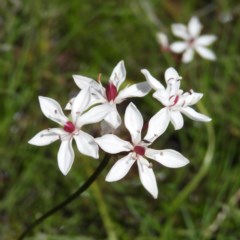 Burchardia umbellata (Milkmaids) at Kambah, ACT - 1 Nov 2020 by MatthewFrawley