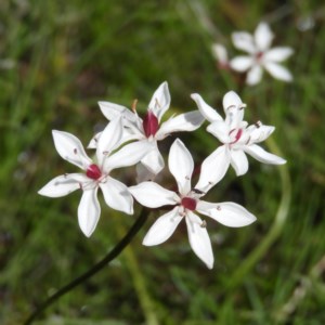 Burchardia umbellata at Kambah, ACT - 1 Nov 2020