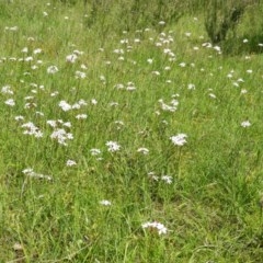 Burchardia umbellata at Kambah, ACT - 1 Nov 2020