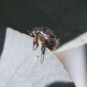 Liparetrus sp. (genus) at Scullin, ACT - 4 Nov 2020