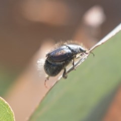 Liparetrus sp. (genus) at Scullin, ACT - 4 Nov 2020