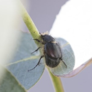 Liparetrus sp. (genus) at Scullin, ACT - 4 Nov 2020