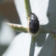 Liparetrus sp. (genus) at Scullin, ACT - 4 Nov 2020