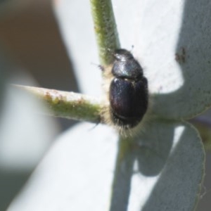 Liparetrus sp. (genus) at Scullin, ACT - 4 Nov 2020