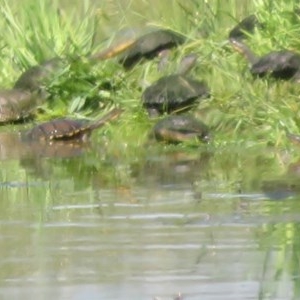 Chelodina longicollis at Wallaroo, NSW - 3 Nov 2020 10:16 AM