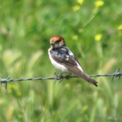 Petrochelidon ariel (Fairy Martin) at Wallaroo, NSW - 2 Nov 2020 by Christine