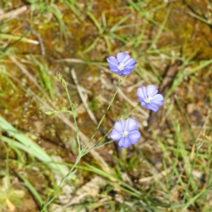 Linum marginale at Kambah, ACT - 1 Nov 2020