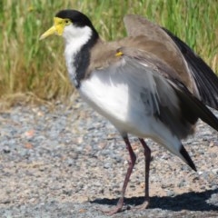 Vanellus miles (Masked Lapwing) at Wallaroo, NSW - 3 Nov 2020 by Christine