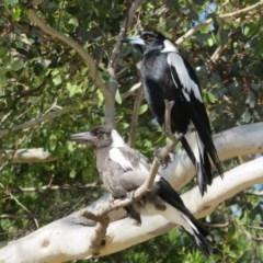 Gymnorhina tibicen (Australian Magpie) at Ainslie, ACT - 2 Nov 2020 by Christine