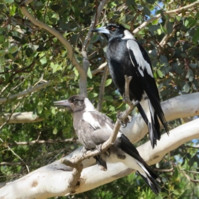 Gymnorhina tibicen (Australian Magpie) at Ainslie, ACT - 2 Nov 2020 by Christine