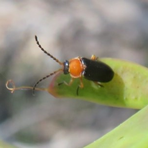 Heteromastix sp. (genus) at Acton, ACT - 3 Nov 2020