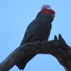 Callocephalon fimbriatum (Gang-gang Cockatoo) at Acton, ACT - 3 Nov 2020 by Christine