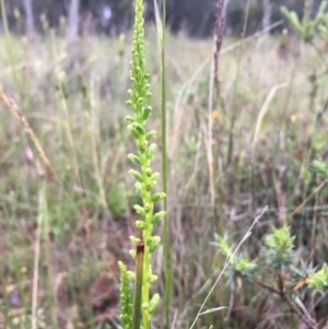 Microtis sp. at Lower Boro, NSW - 5 Nov 2020