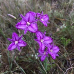 Thysanotus tuberosus subsp. tuberosus at Lower Boro, NSW - 5 Nov 2020 04:05 PM