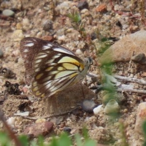 Belenois java at Acton, ACT - 4 Nov 2020 10:24 AM