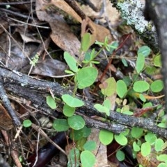 Bossiaea prostrata (Creeping Bossiaea) at Urila, NSW - 4 Nov 2020 by Safarigirl