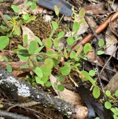 Bossiaea prostrata at Urila, NSW - 4 Nov 2020