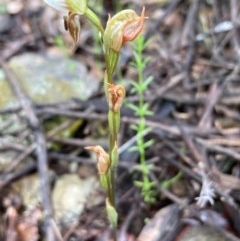 Oligochaetochilus sp. (A Rustyhood Orchid) at Burra, NSW - 4 Nov 2020 by Safarigirl