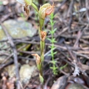 Oligochaetochilus sp. at Burra, NSW - suppressed