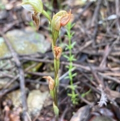 Oligochaetochilus sp. at Burra, NSW - suppressed