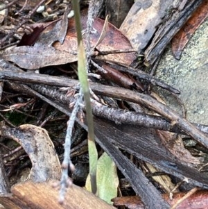 Oligochaetochilus sp. at Burra, NSW - suppressed