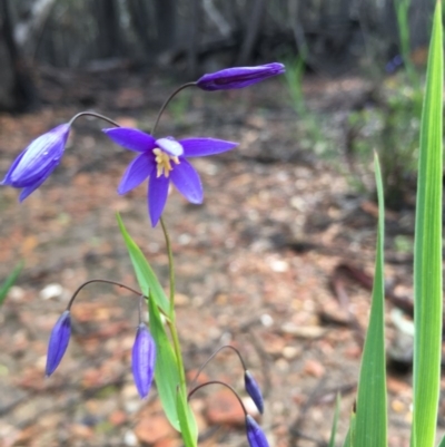 Stypandra glauca (Nodding Blue Lily) at Lower Boro, NSW - 24 Oct 2020 by mcleana