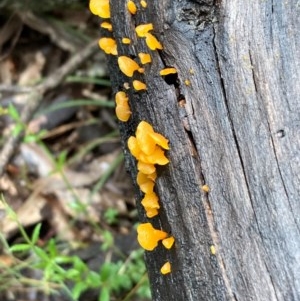 Dacryopinax spathularia at Burra, NSW - 4 Nov 2020