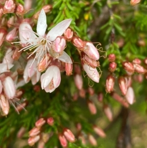 Calytrix tetragona at Burra, NSW - 4 Nov 2020