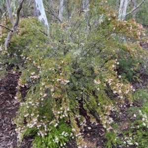 Calytrix tetragona at Burra, NSW - 4 Nov 2020