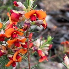 Dillwynia sp. Yetholme (P.C.Jobson 5080) NSW Herbarium at Burra, NSW - 4 Nov 2020 by Safarigirl