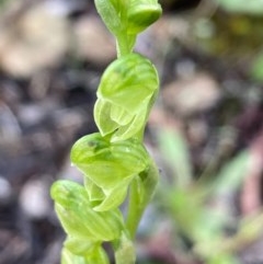 Hymenochilus sp. (A Greenhood Orchid) at Burra, NSW - 4 Nov 2020 by Safarigirl