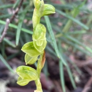 Hymenochilus sp. at Burra, NSW - 4 Nov 2020