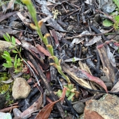 Hymenochilus sp. at Burra, NSW - 4 Nov 2020