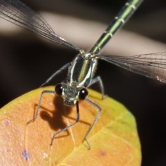 Austroargiolestes icteromelas (Common Flatwing) at Acton, ACT - 3 Nov 2020 by RodDeb