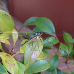 Austroargiolestes icteromelas at Acton, ACT - 4 Nov 2020