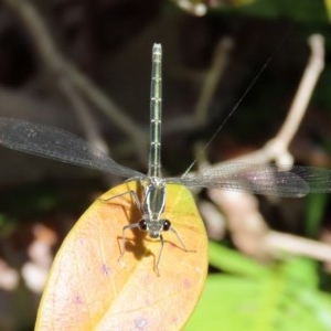 Austroargiolestes icteromelas at Acton, ACT - 4 Nov 2020