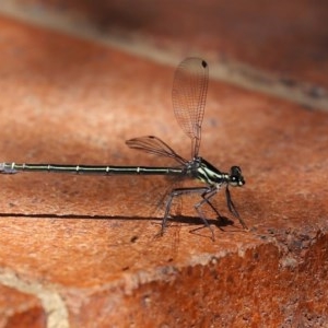 Austroargiolestes icteromelas at Acton, ACT - 4 Nov 2020