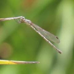 Austrolestes leda (Wandering Ringtail) at Molonglo Valley, ACT - 4 Nov 2020 by RodDeb