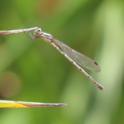 Austrolestes leda (Wandering Ringtail) at Molonglo Valley, ACT - 4 Nov 2020 by RodDeb