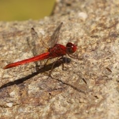 Diplacodes haematodes (Scarlet Percher) at Molonglo Valley, ACT - 4 Nov 2020 by RodDeb