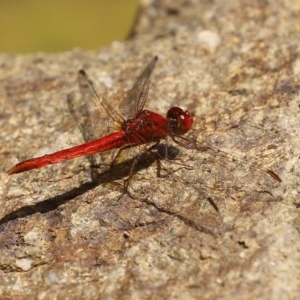 Diplacodes haematodes at Molonglo Valley, ACT - 4 Nov 2020