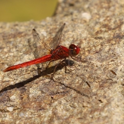 Diplacodes haematodes (Scarlet Percher) at National Zoo and Aquarium - 4 Nov 2020 by RodDeb