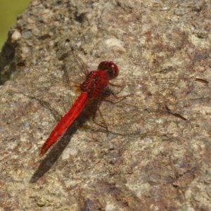 Diplacodes haematodes at Molonglo Valley, ACT - 4 Nov 2020